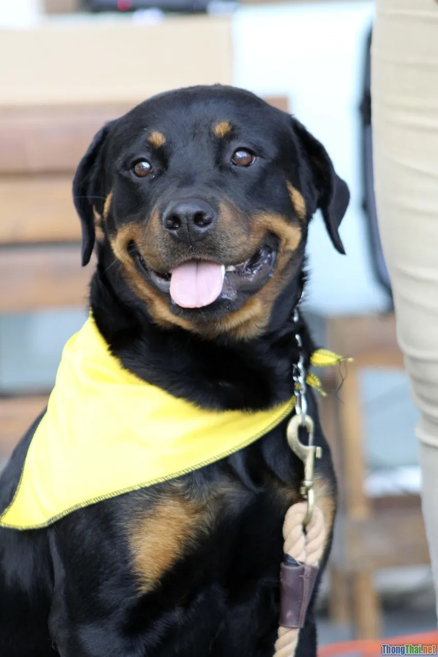 dog training, behavior