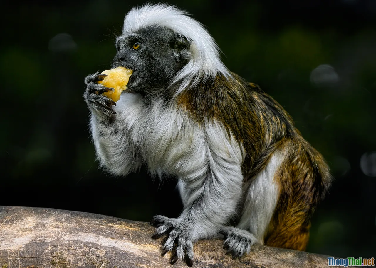 environment, eco adventure, endangered species