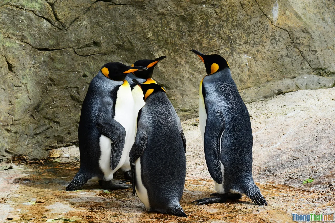 evolution, domestication, social behavior