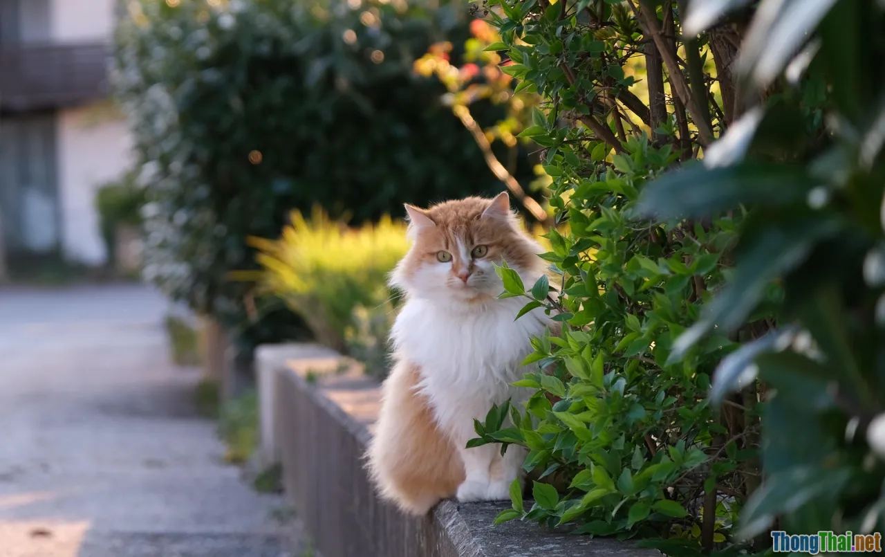 fluffy cat, long hair