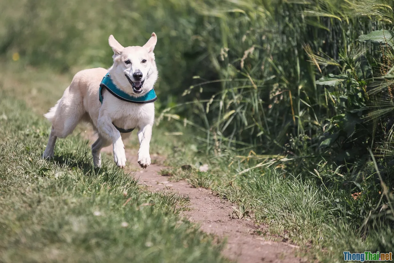 flyball dogs, disc dog, sprint