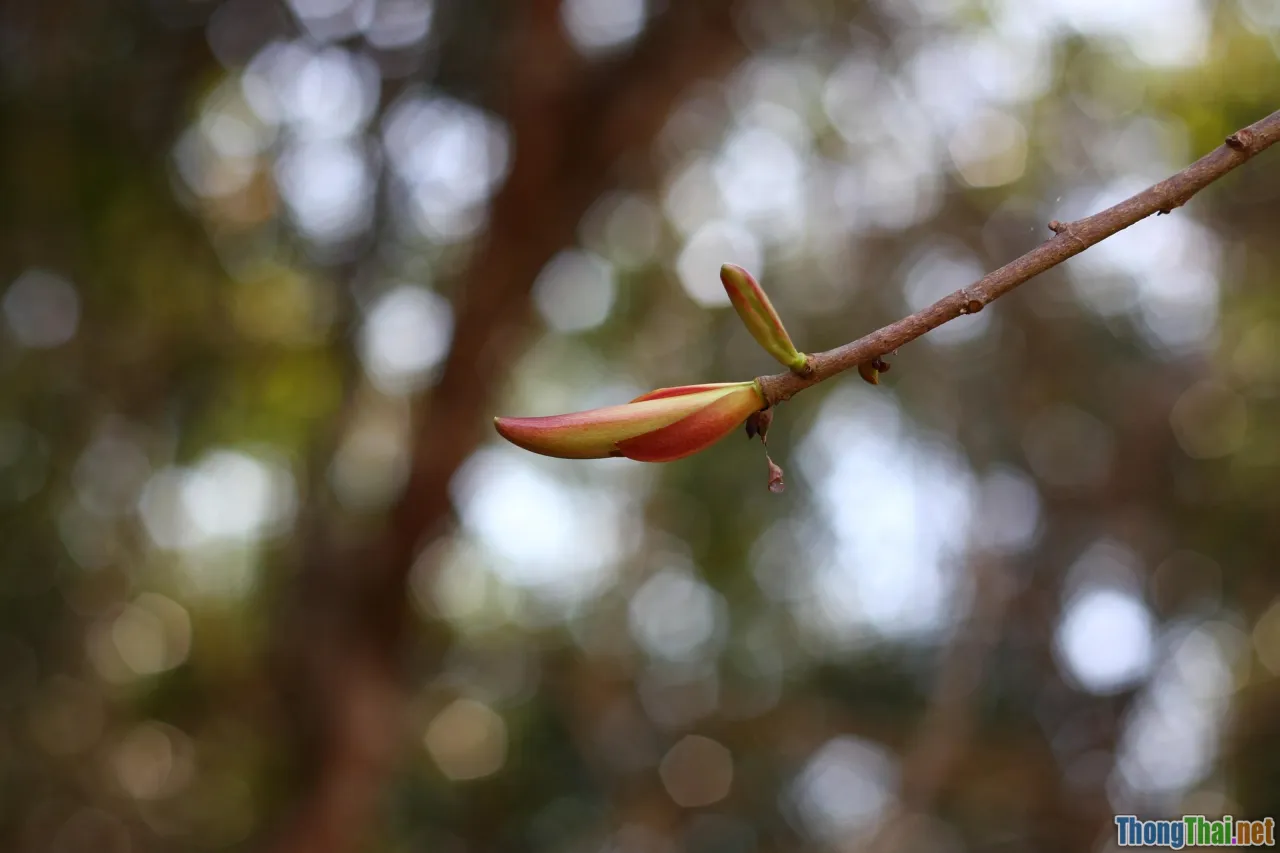 forest photography, eco travel, Cat Tien sunrise