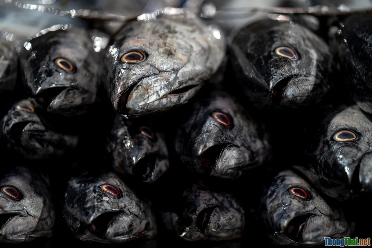 fresh ingredients, marketplace, meat and fish