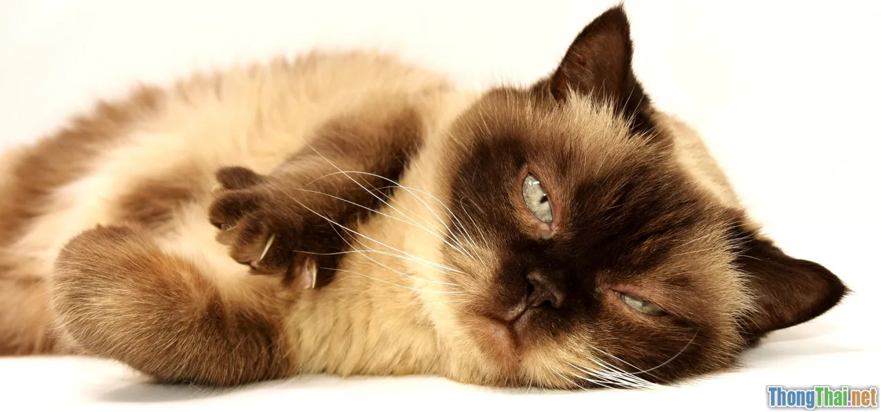 gentle cat, family, british shorthair