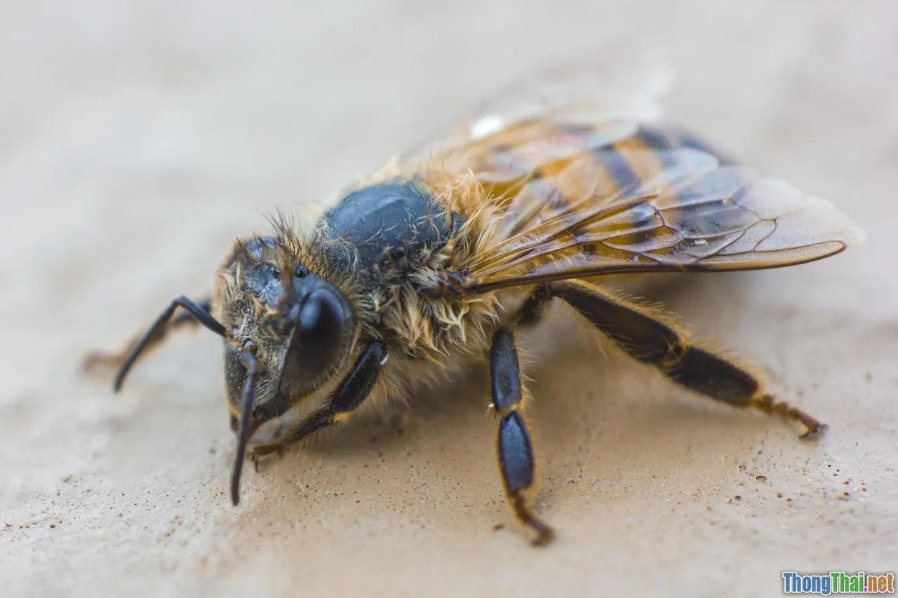 graphiql, graphql playground, api explorer