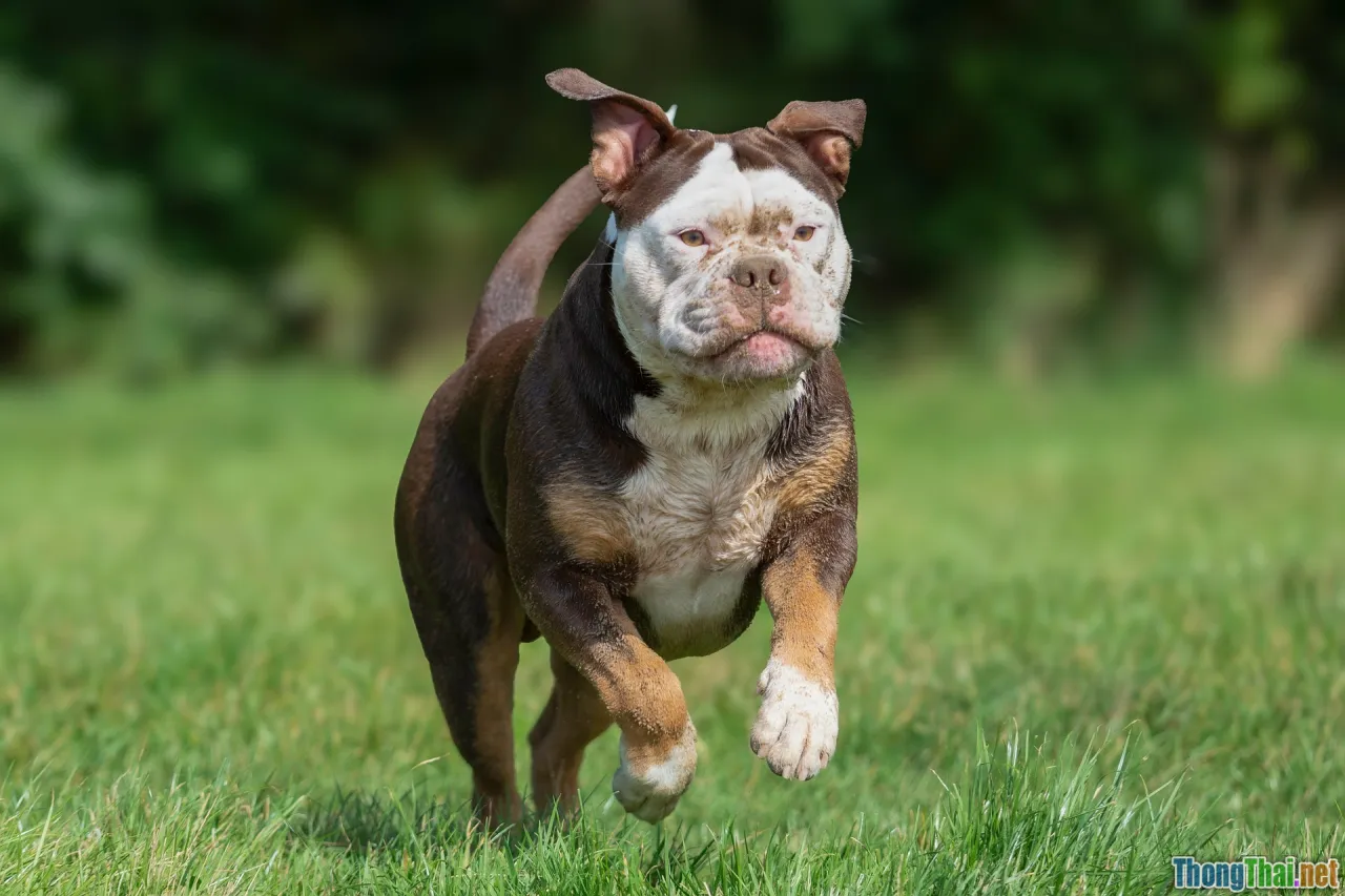 happy healthy pet, safe home for pets