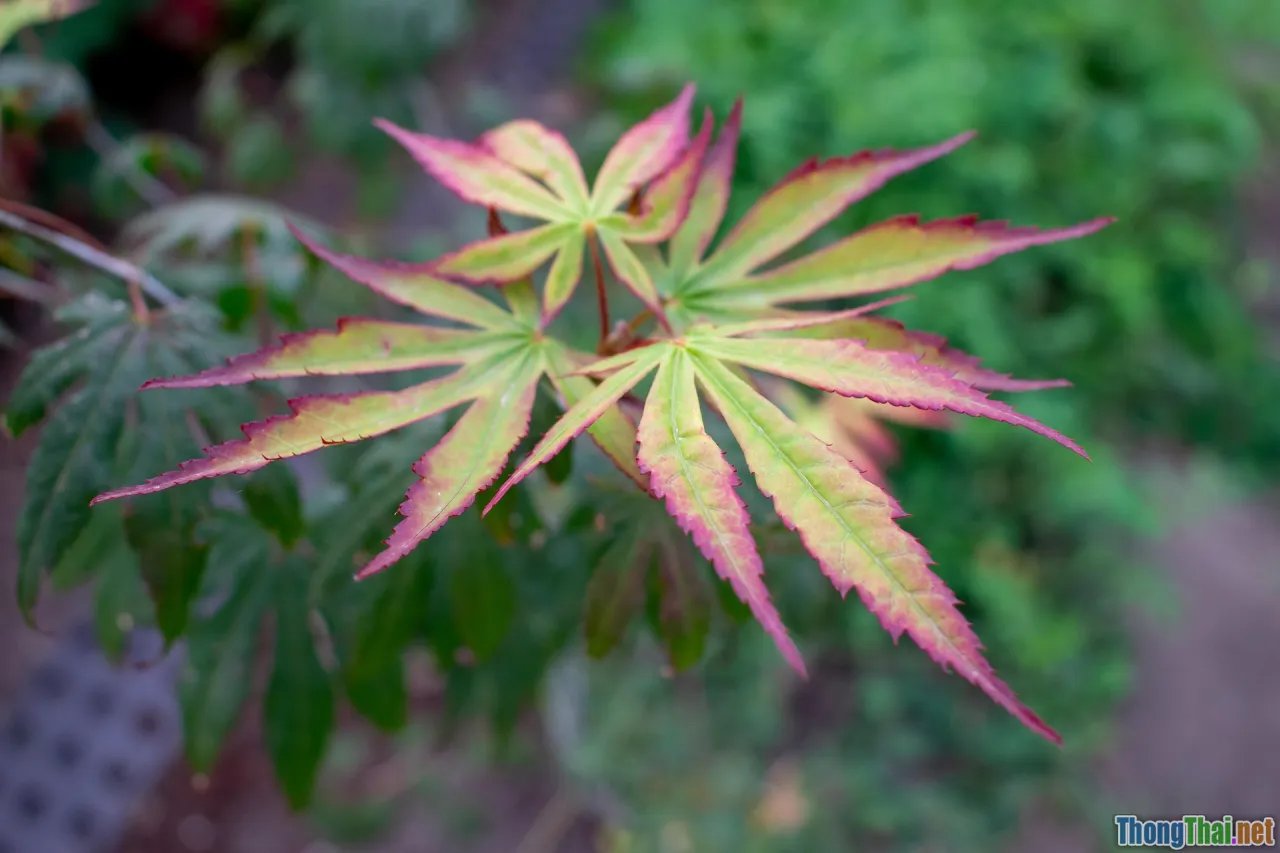 interview, cheat sheet, quick tips