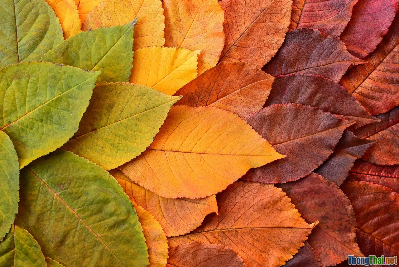 journey_path, transformation, inner_growth