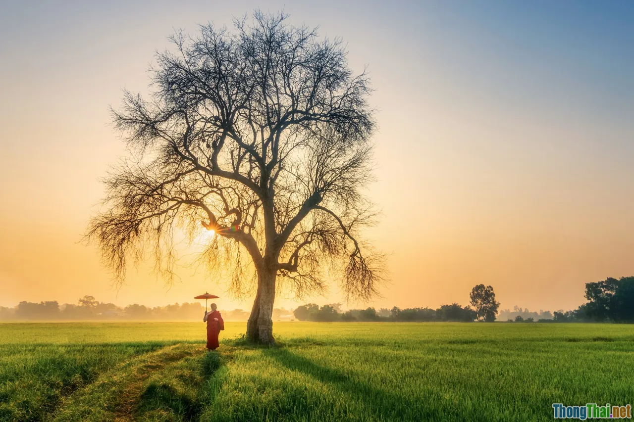 law, viet nam, wifi crime