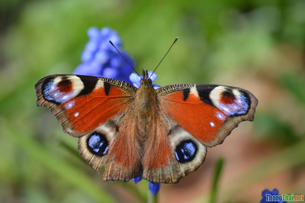 memory cache, wiredtiger, io, performance