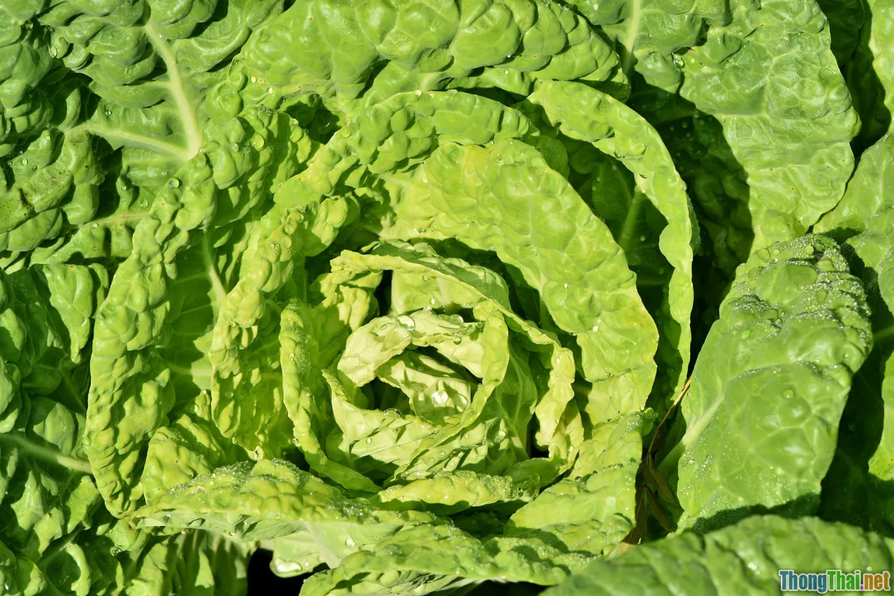moisture control, fresh vegetables, fridge technique