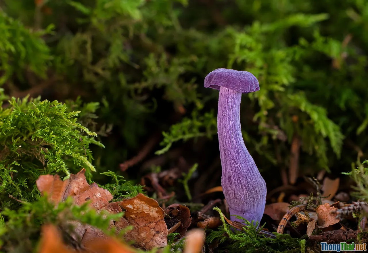 monetization, products, partnerships, funnels