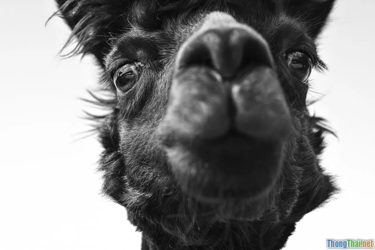 moon bear rescue, before after, recovery, sanctuary