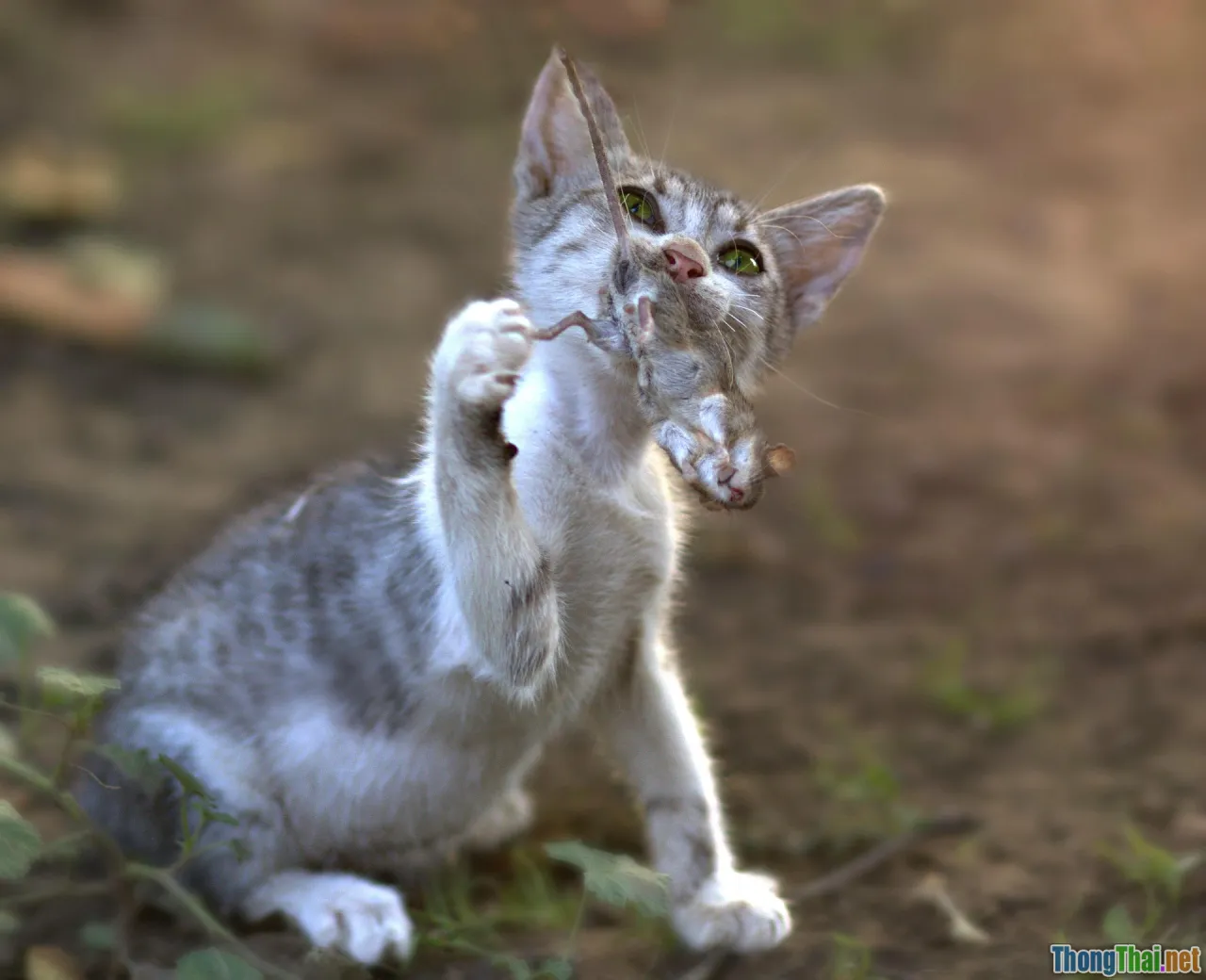 moving cat toy, motorized mouse, cat hunting game