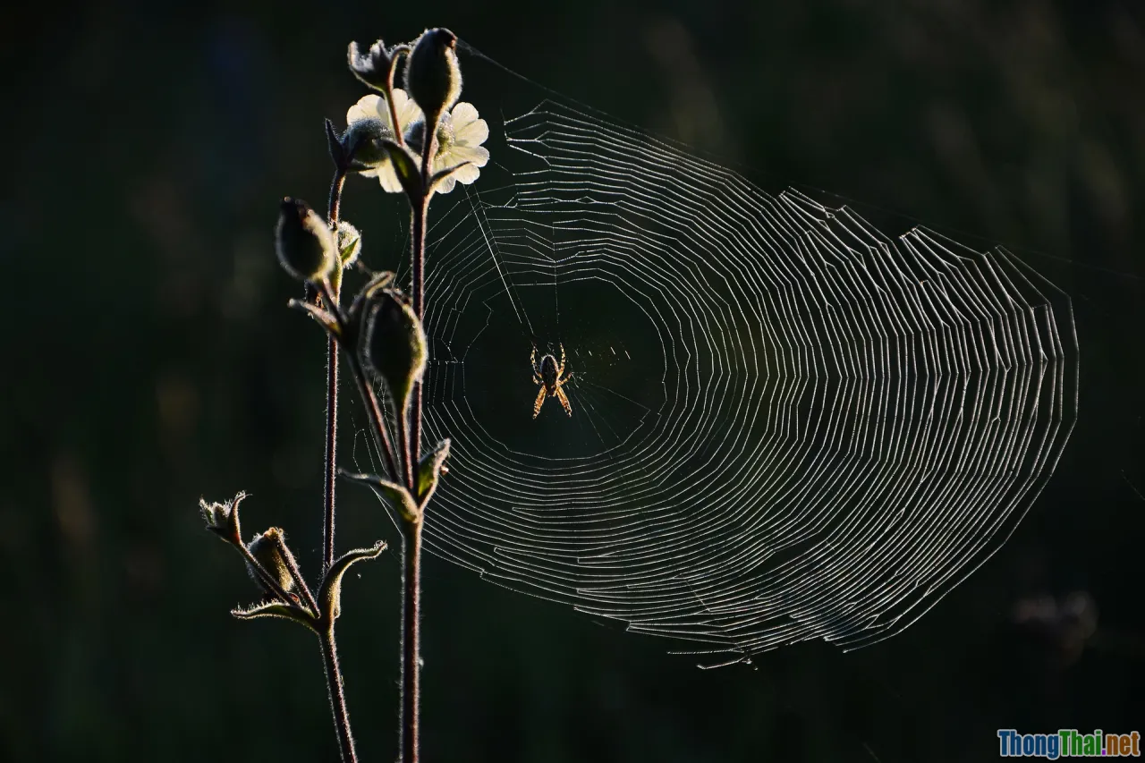 obfuscation, reverse engineering