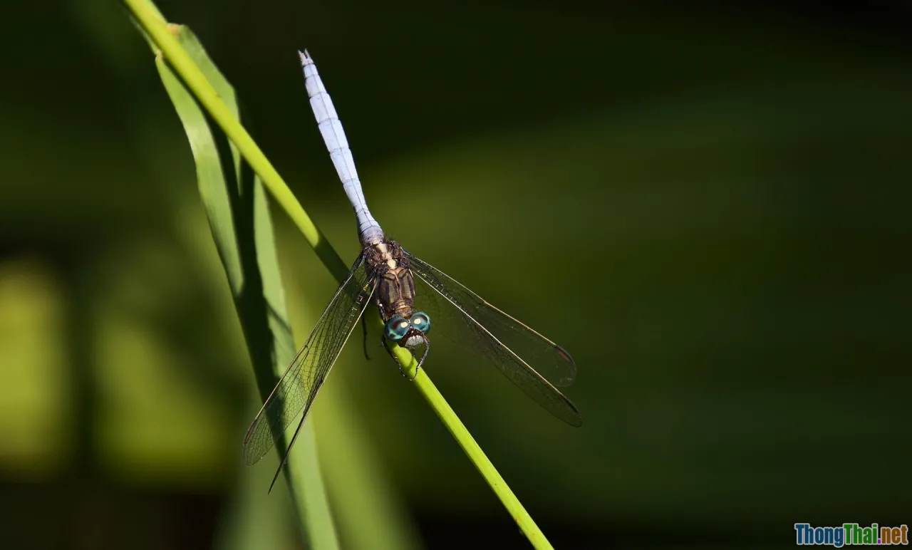 pandora, alien planet, blue creatures, epic environment
