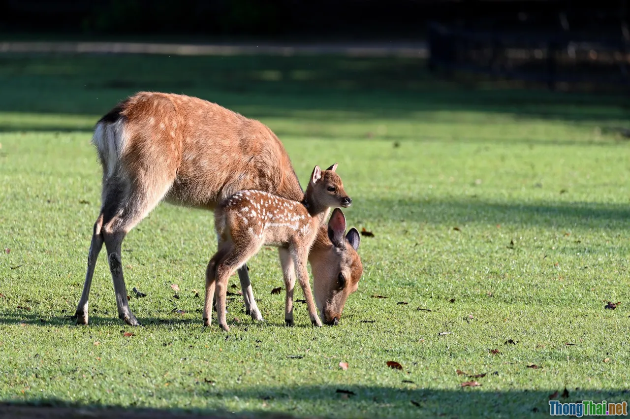 parent apologize child