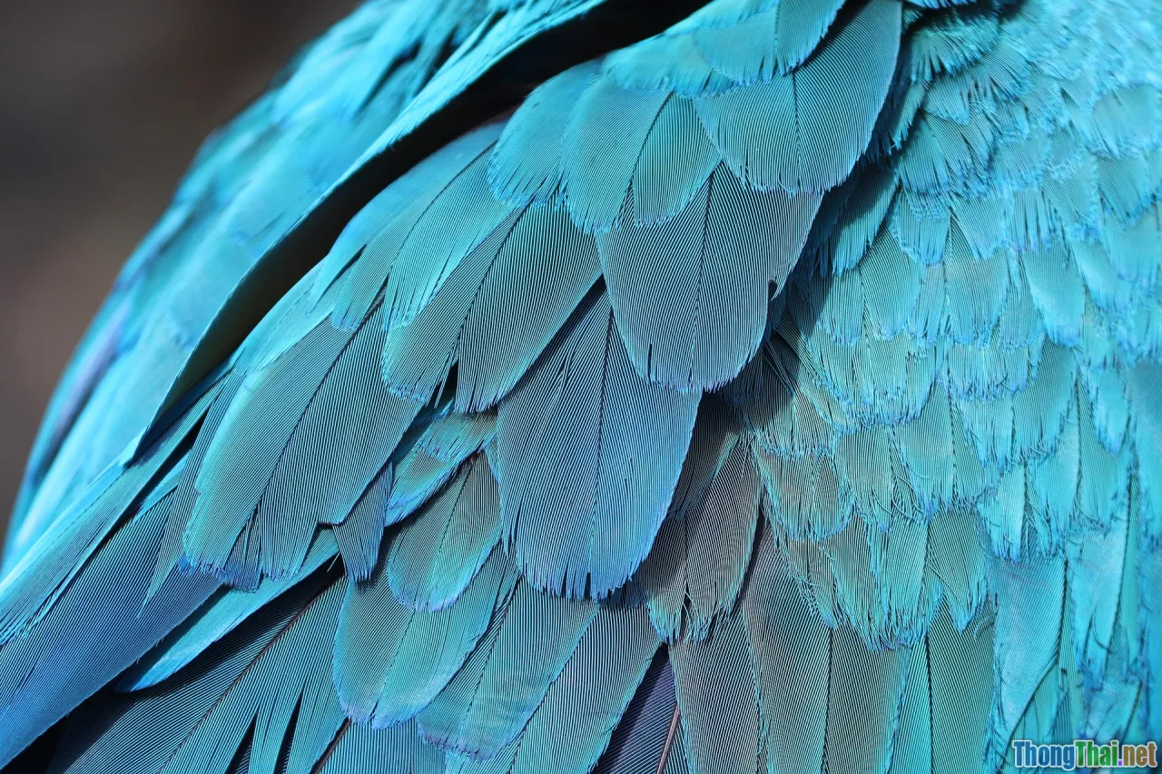 parrot toy, bird interactive DIY