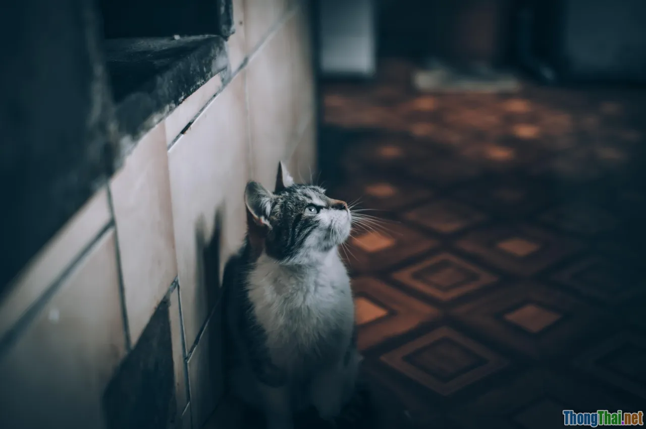 personalized pet toy, home workshop, DIY with pets