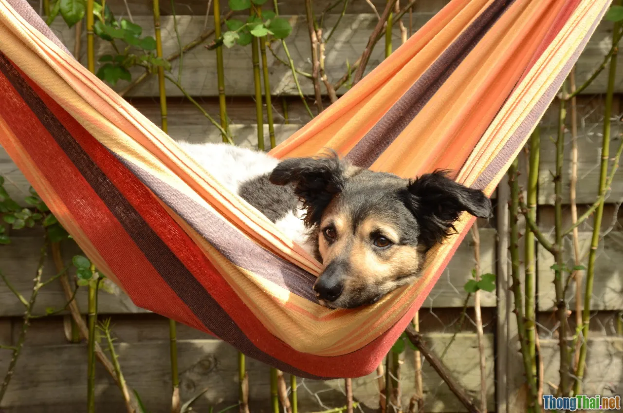 pet accessories, balcony hammocks, weather proof toys