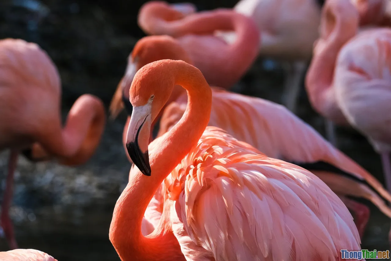 Chim cảnh nào dễ nuôi nhất cho người mới bắt đầu