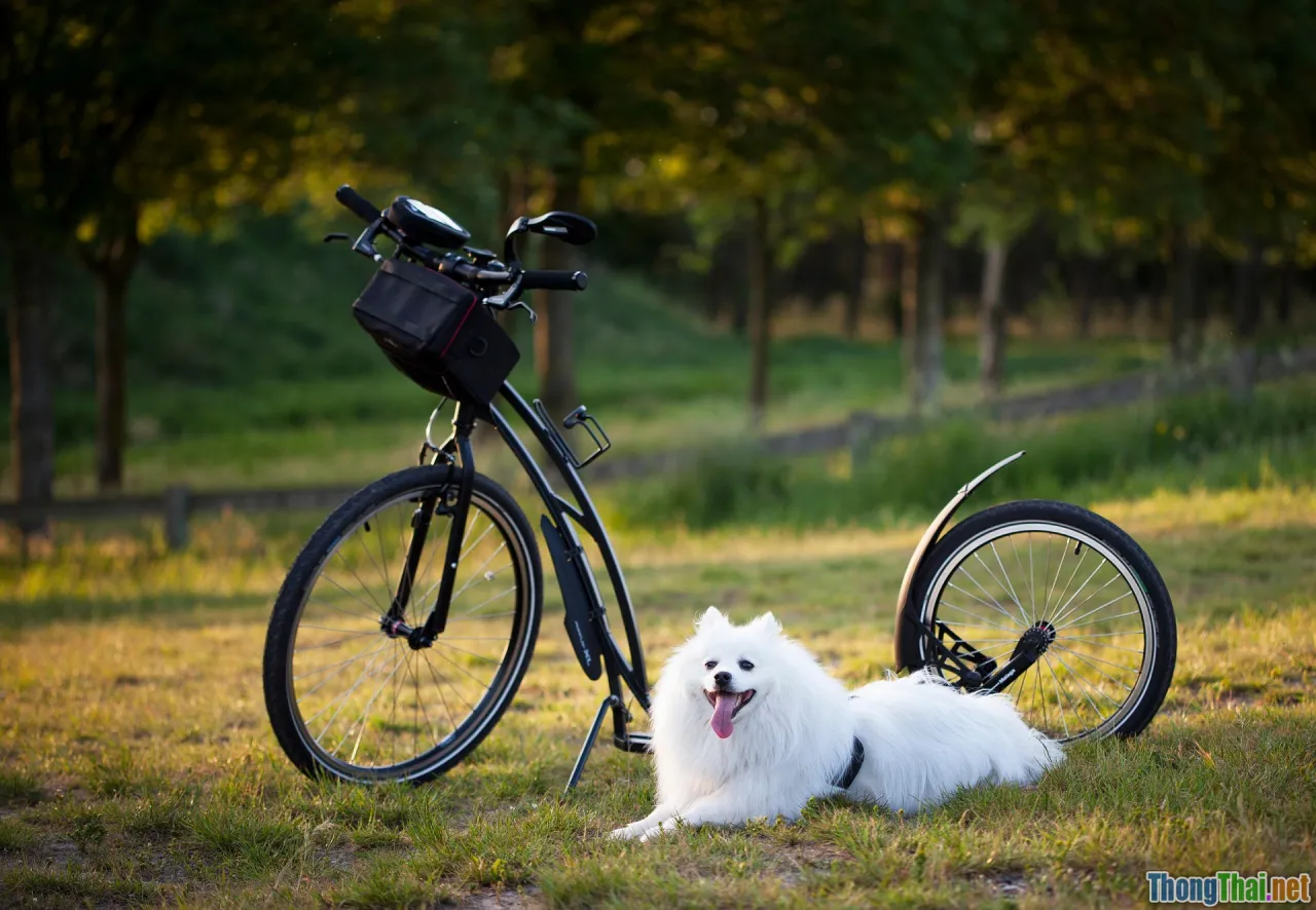 Thể thao cho thú cưng Chỉ là xu hướng nhất thời