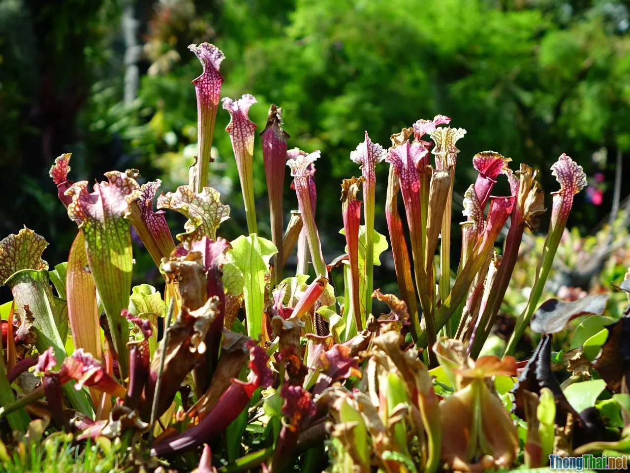 pitfalls, troubleshooting, optimization