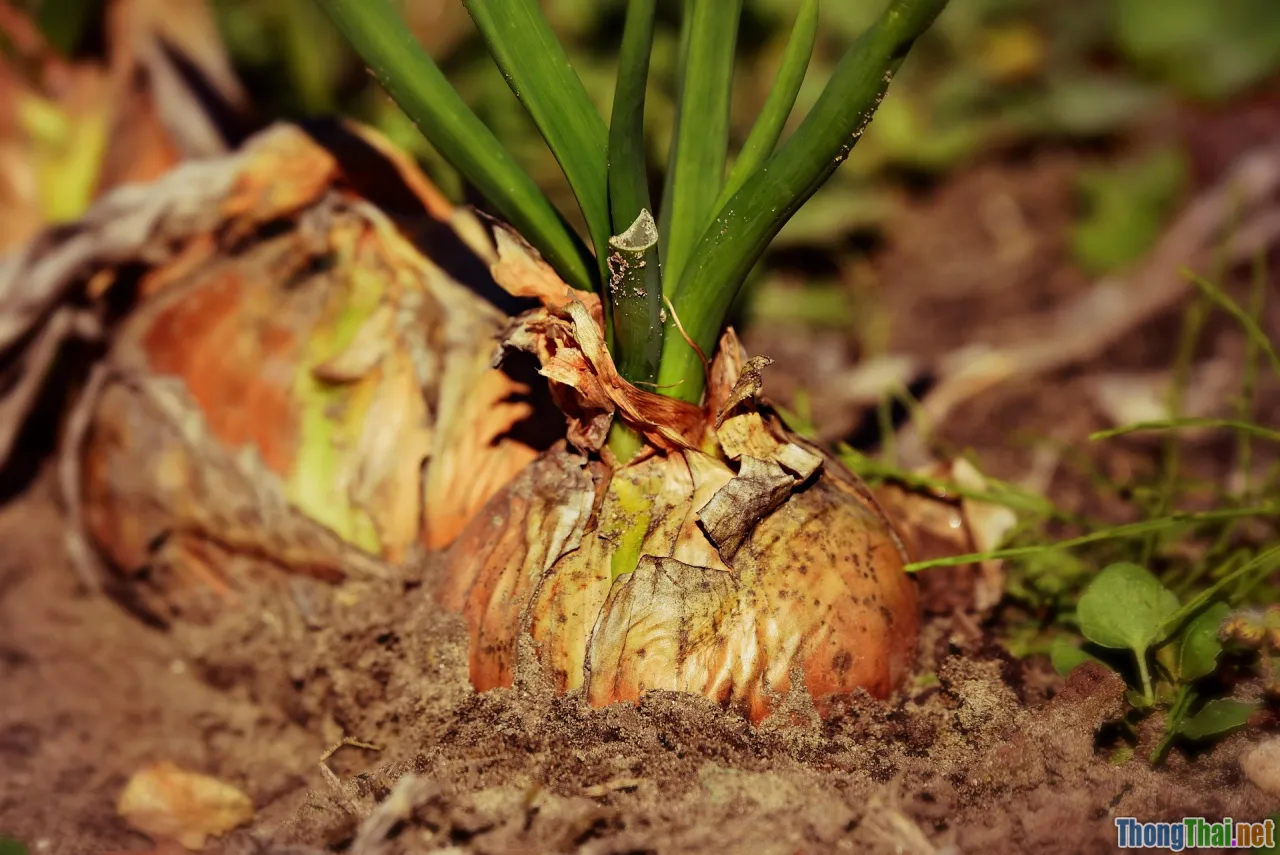 plant monitoring, soil sensors, digital farming