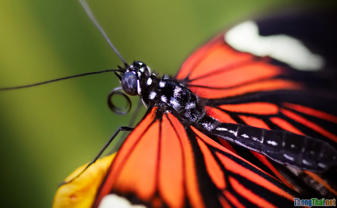 postman, graphql ui, api testing