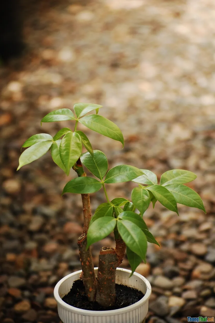 propagation, offsets, cuttings, rooting