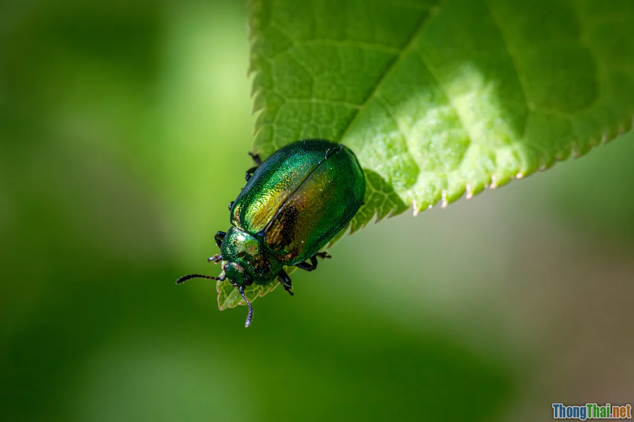 psychology, bias, discipline, behavior