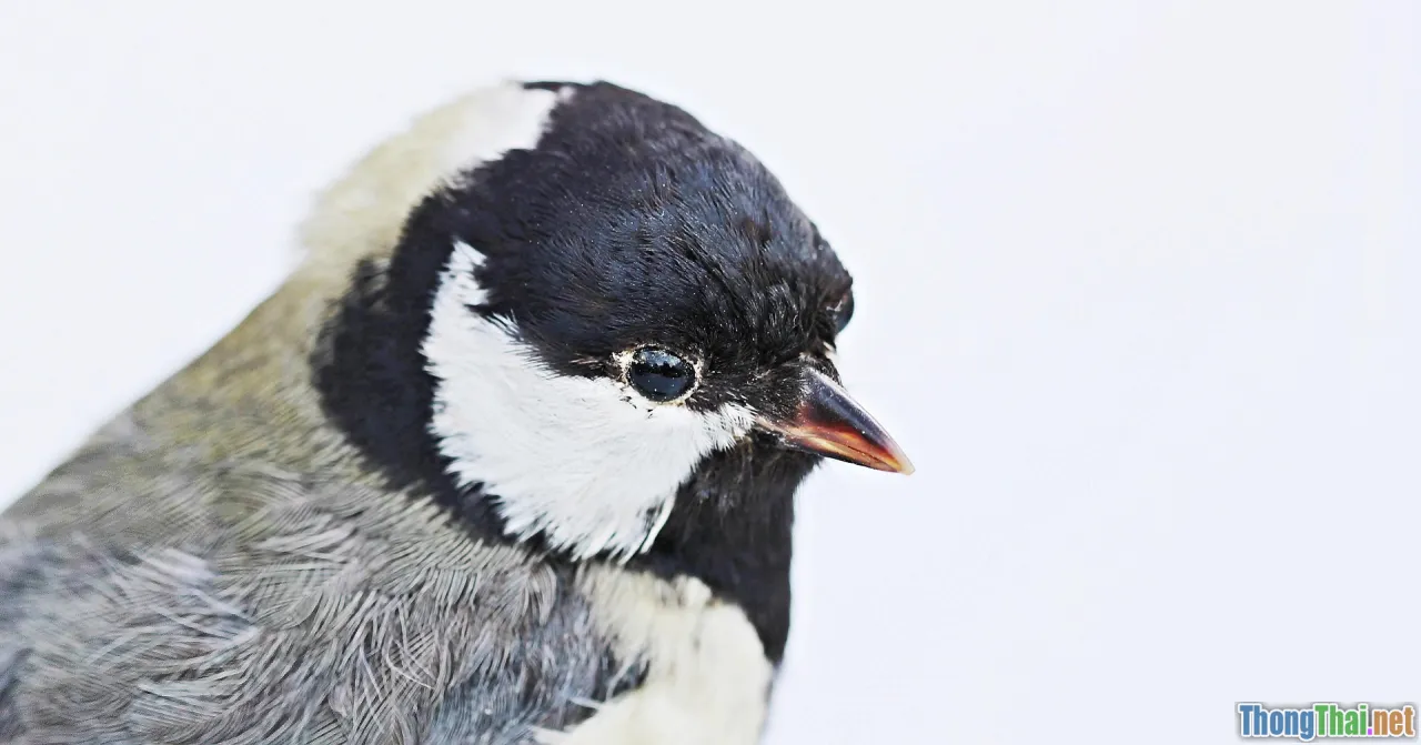 purpose, reason, structure