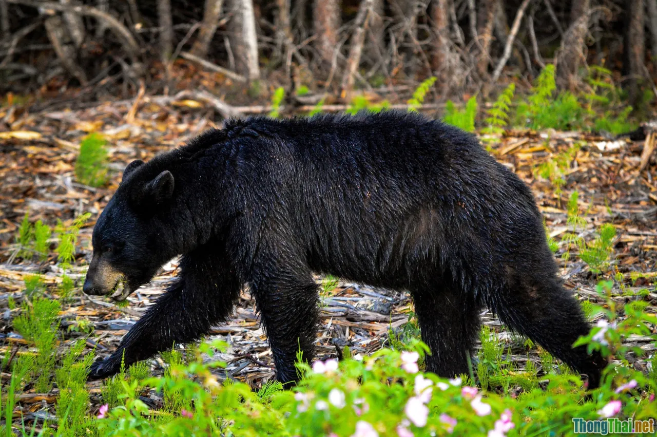 QUIC, NAT, MPLS, ARP