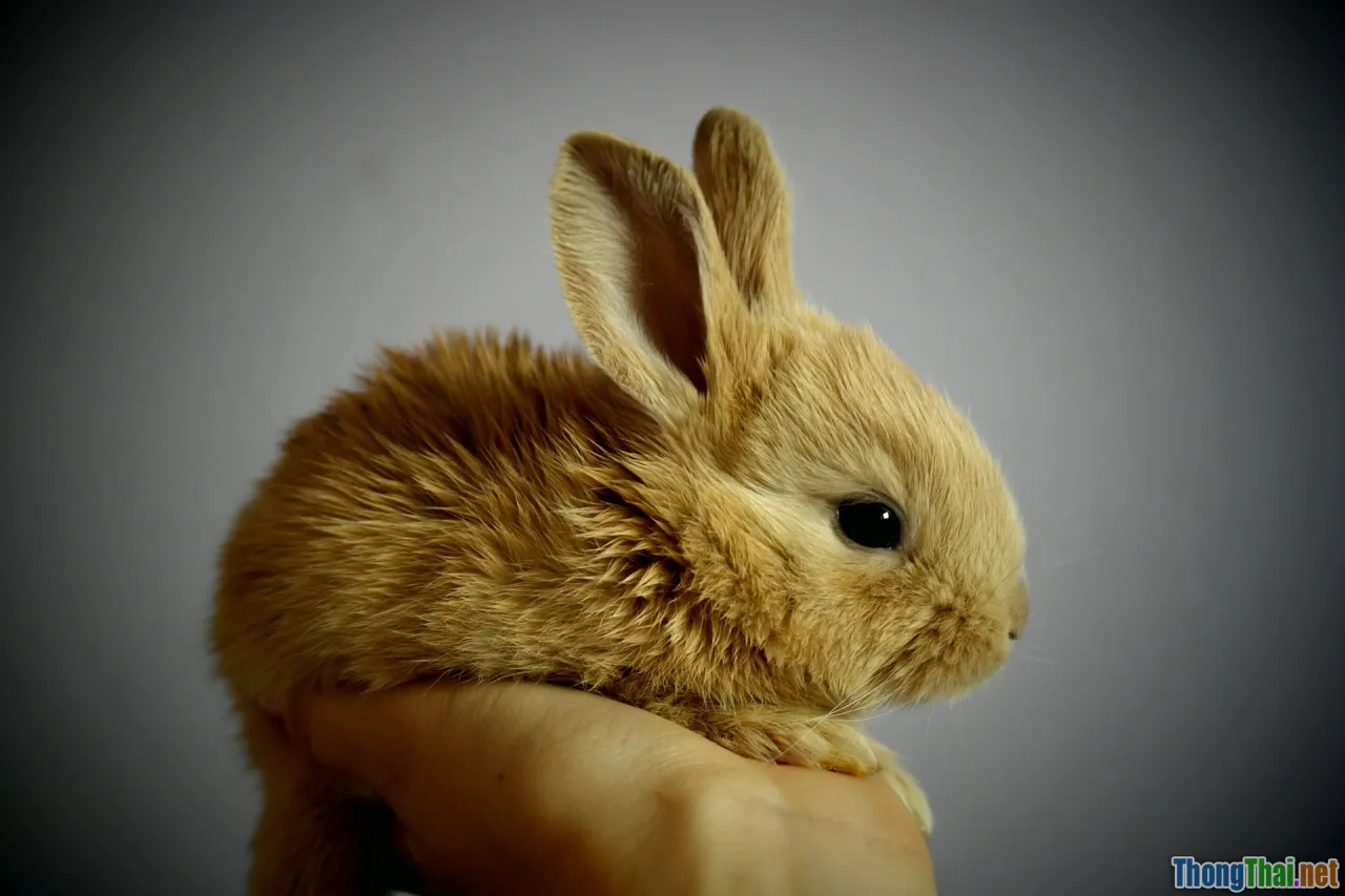 rabbit hopping, small pets, enrichment