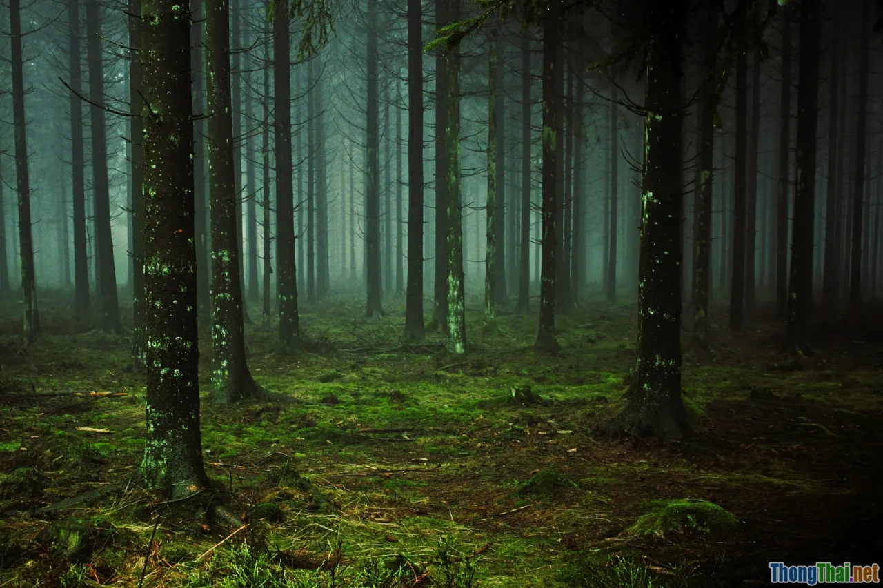 rainy season, Dalat, mist, pine forest