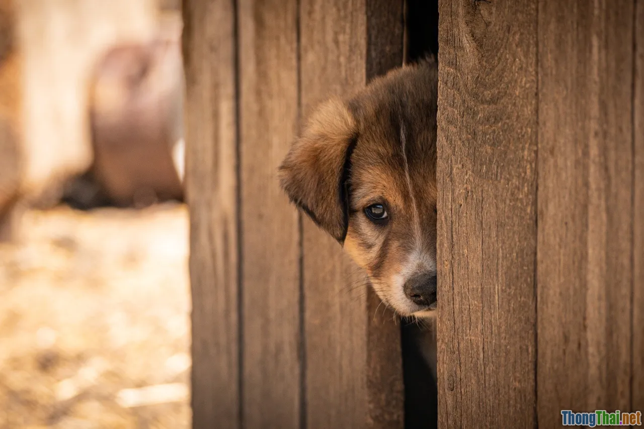 roadmap, adoption, organization, playbook