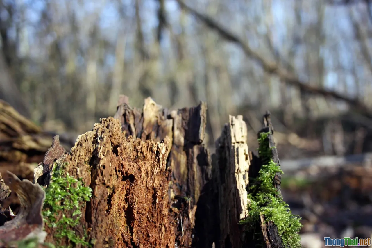 root rot rescue, callus, pruning, cactus surgery