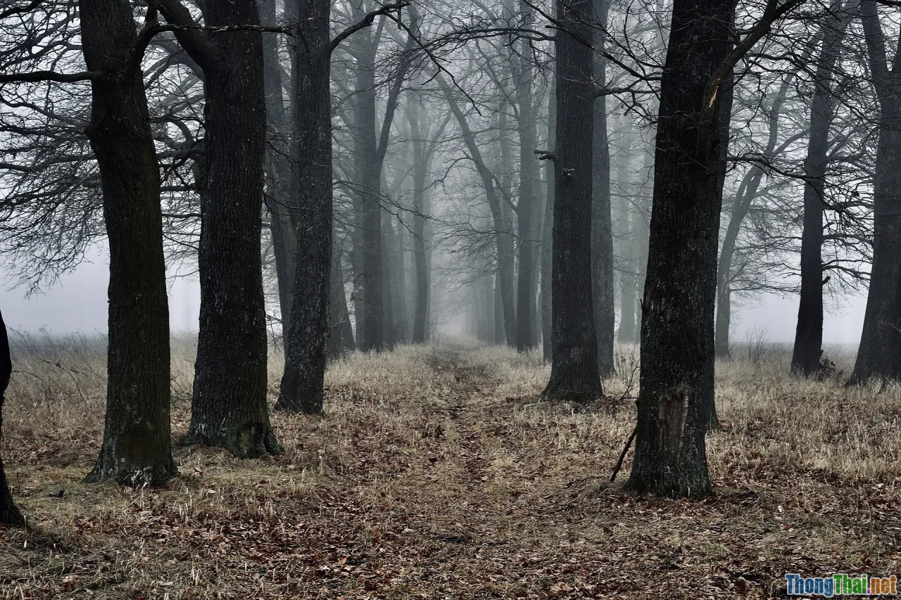 rose-tinted glasses, fog, crossroads