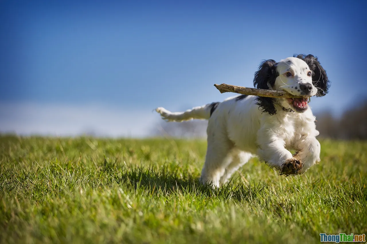 Sec-Fetch-Site, fetch metadata, headers