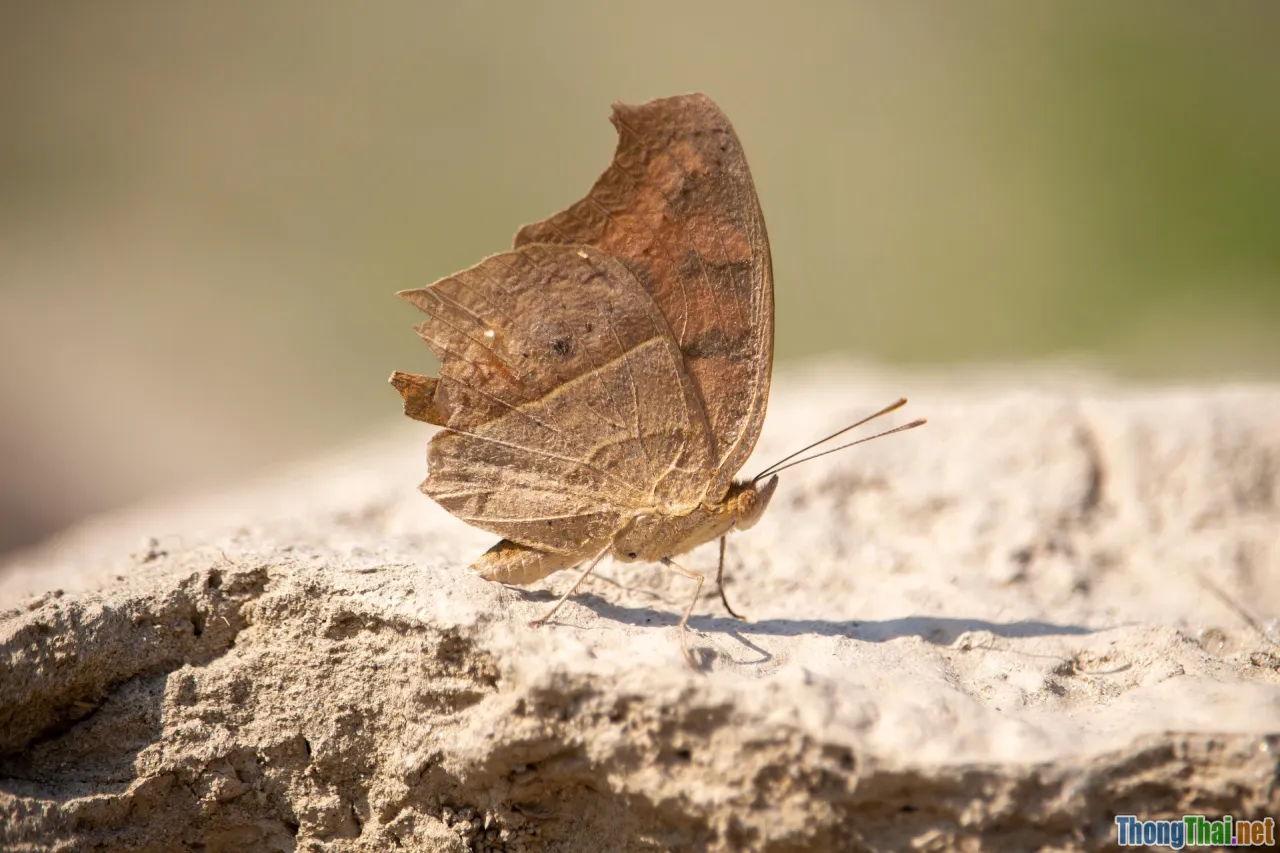 shadowing, language practice, mimicry