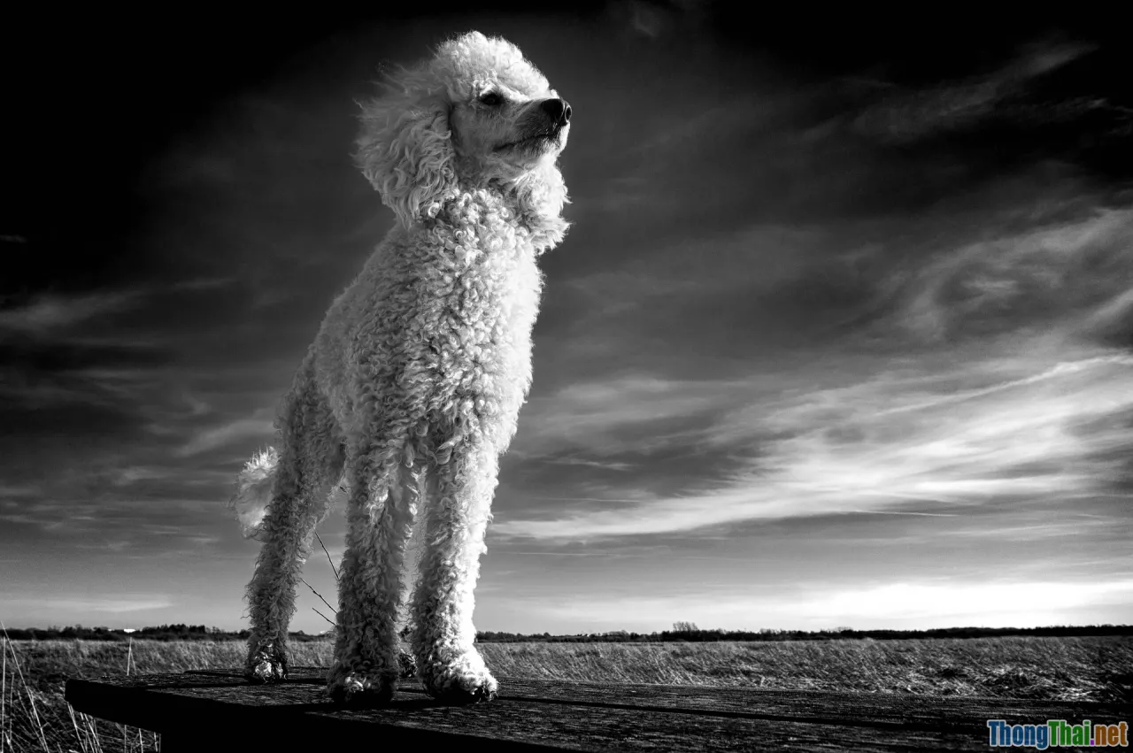 shiny poodle, poodle care tips, beauty routine