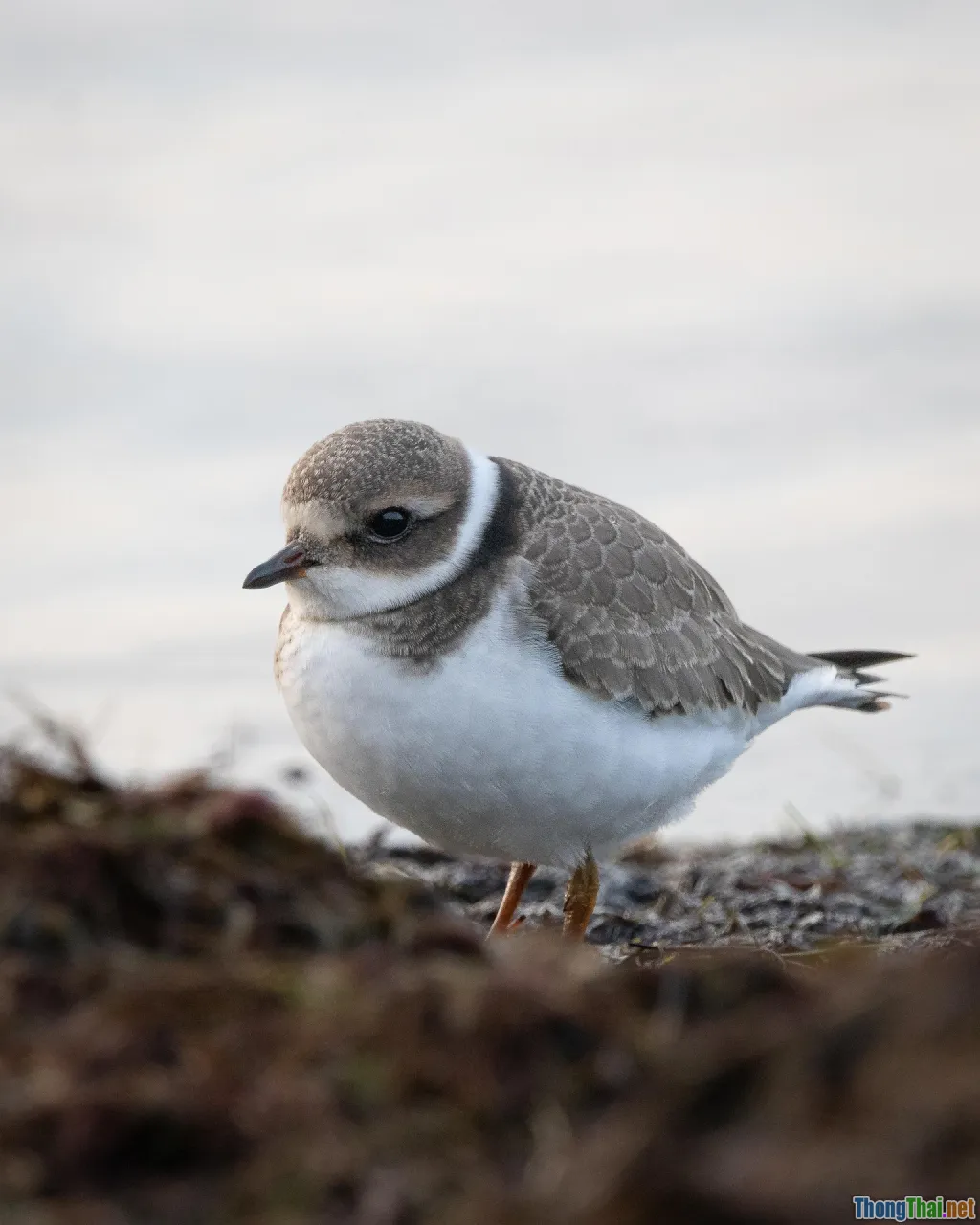 SIEM queries, Sigma, Splunk, Elasticsearch