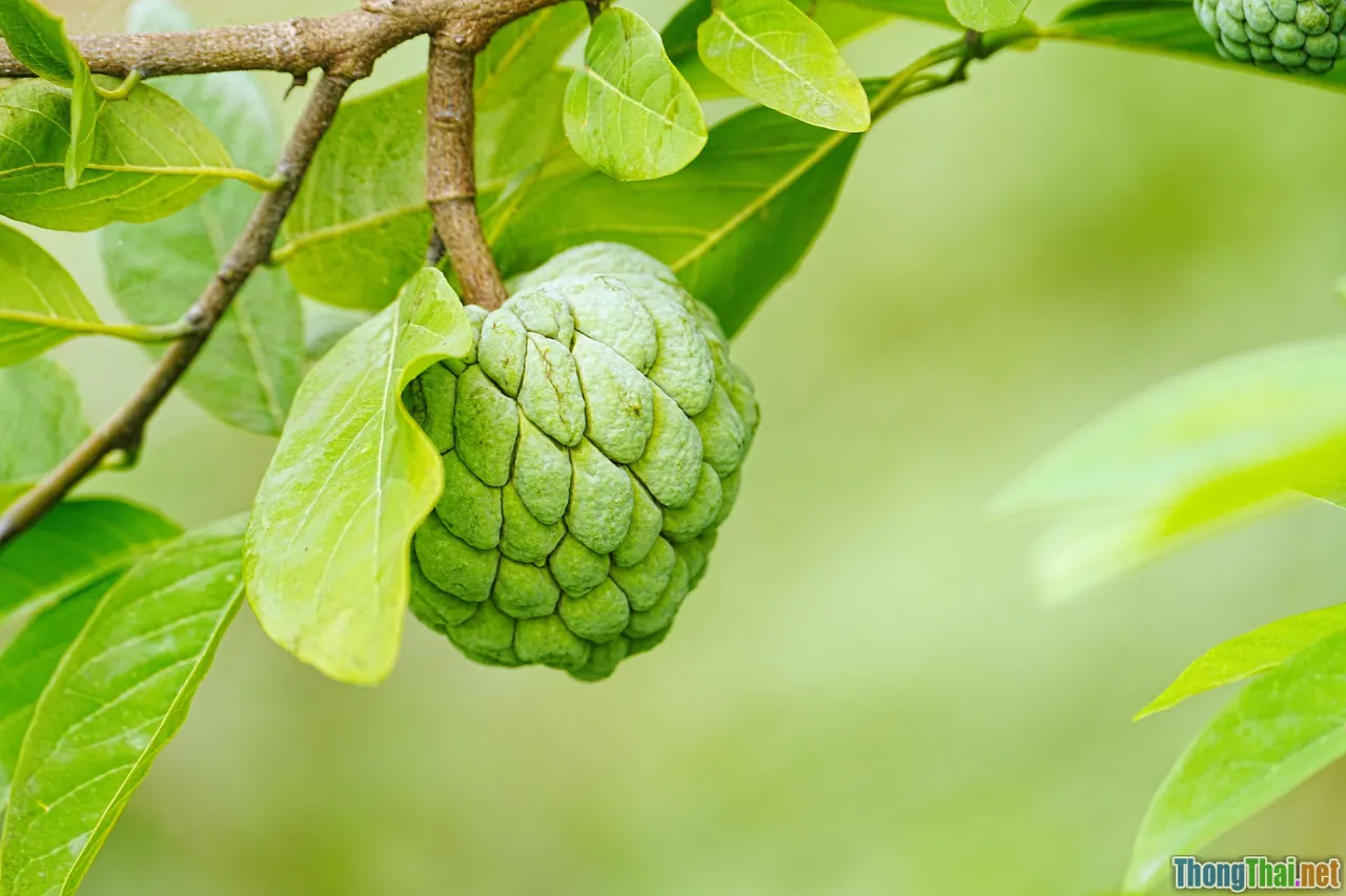 size chart, tropical climate