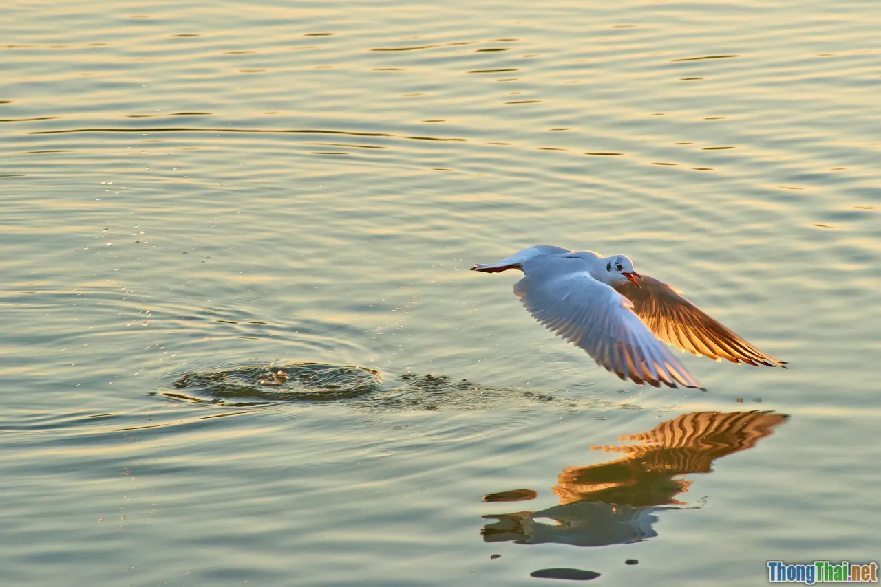 skimming scanning, reading technique