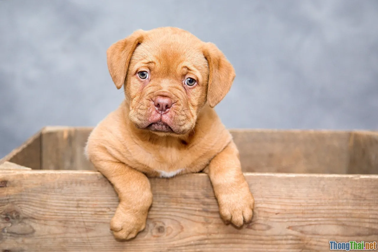 small dog vs big dog, apartment living