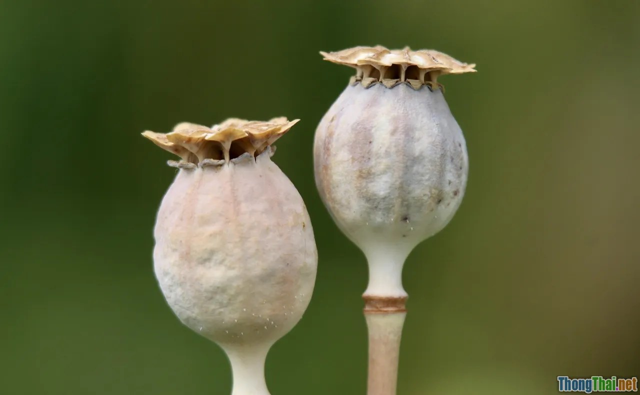 sneaker rotation, capsule wardrobe