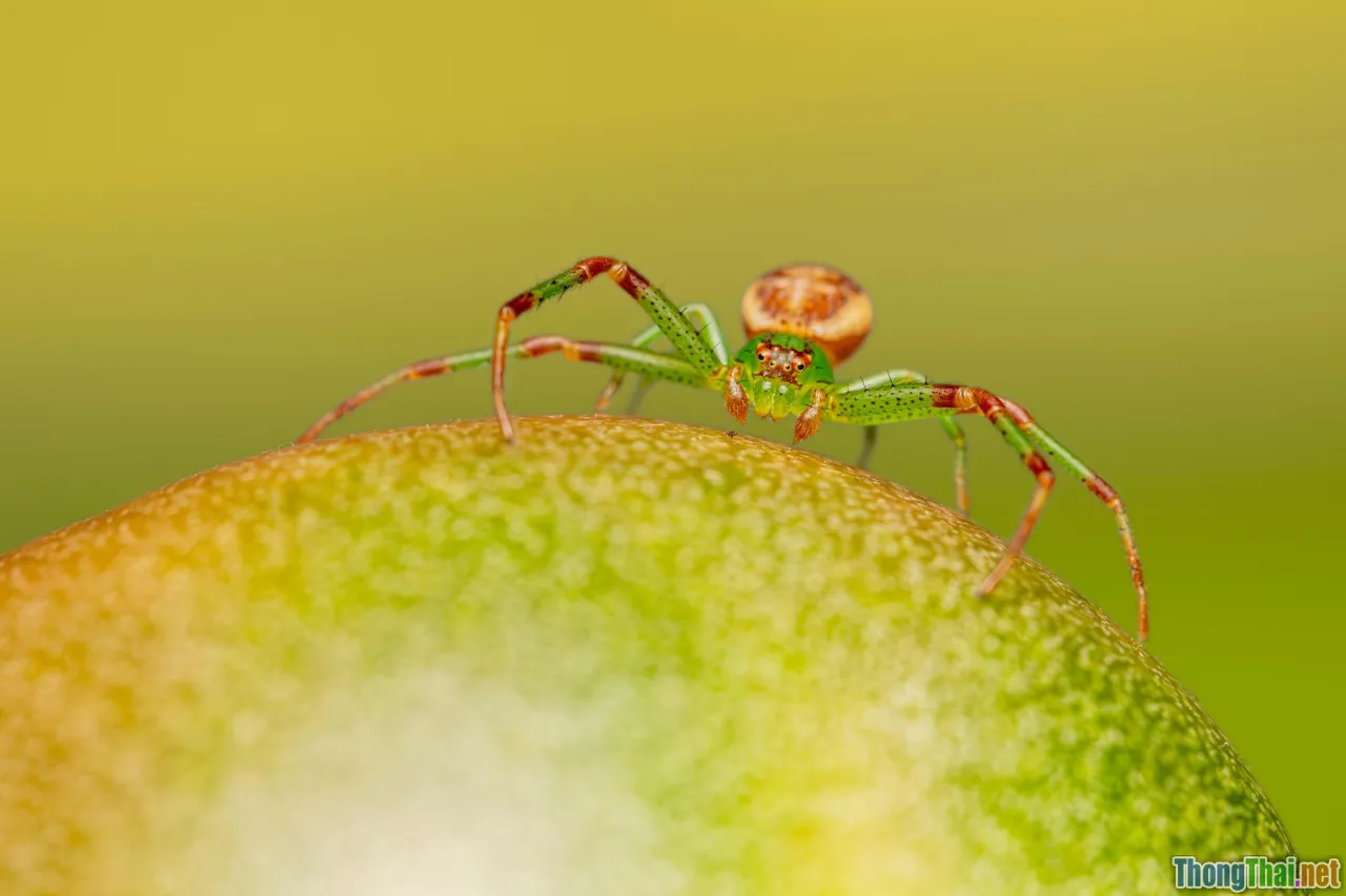 spider plant, hanging basket, green leaves, cat safe