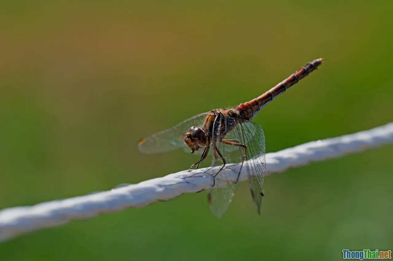 symptoms, diabetes risk factors