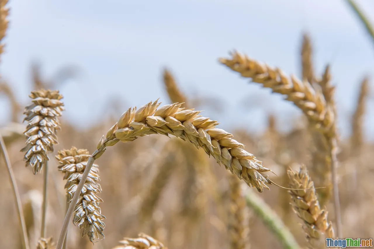 tiny habit, seed, growth