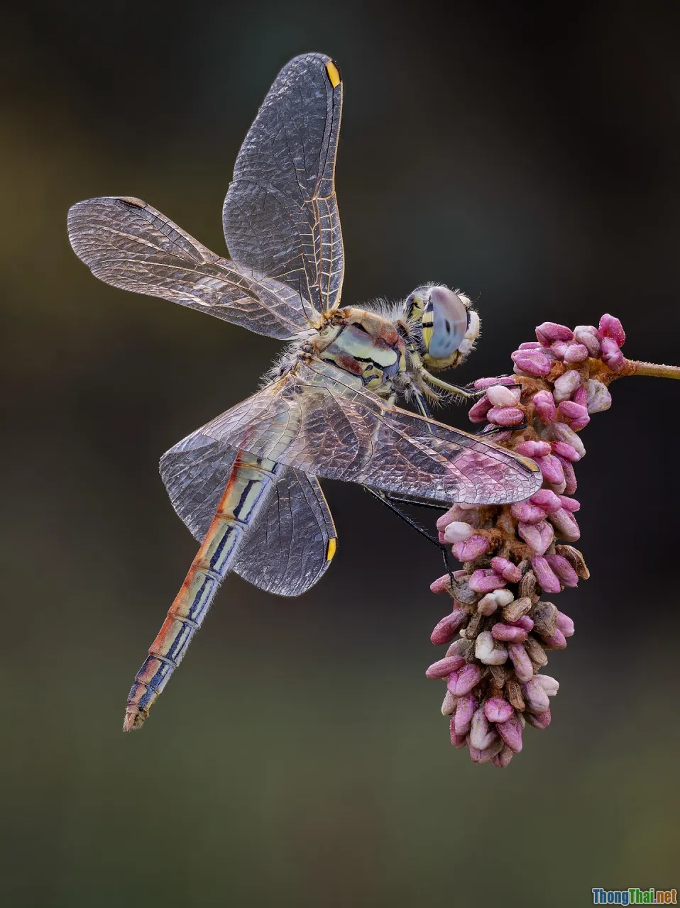 tiny tips, rain details, warm hands, smile